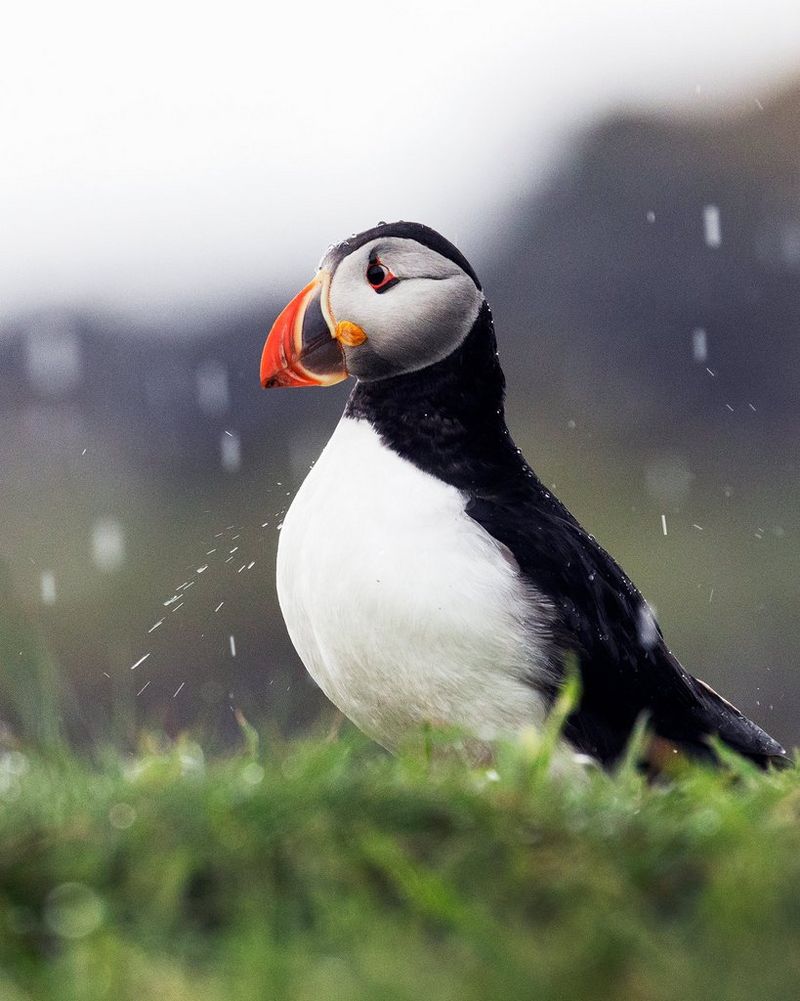 A puffin in the rain. Photo by coastal landscape photographer Carla Regler.