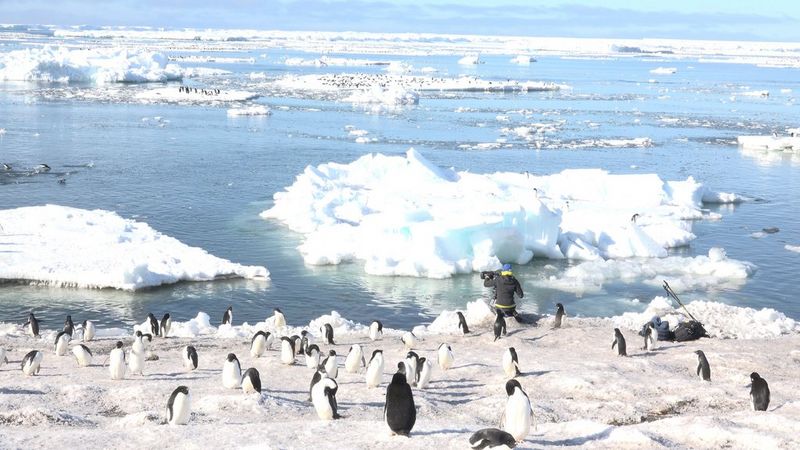 Sophie Darlington sits on the ice with her back to the camera while filming penguins in Antartica.