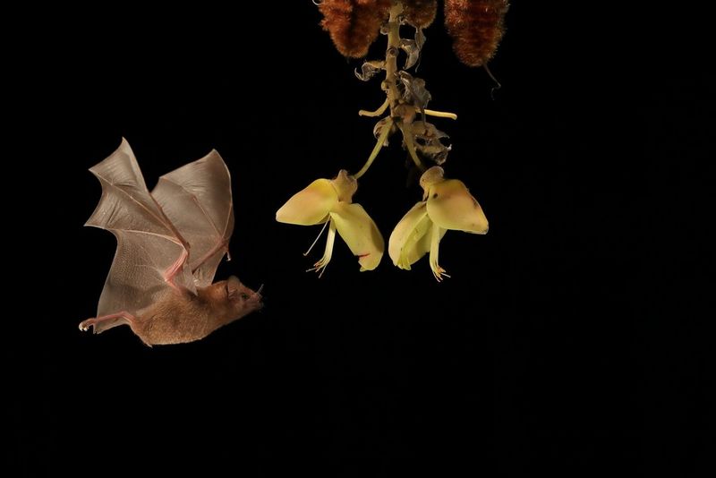 A nectar-eating bat approaches the liana woody vine and is photographed mid-flight. Photo by Christian Ziegler.