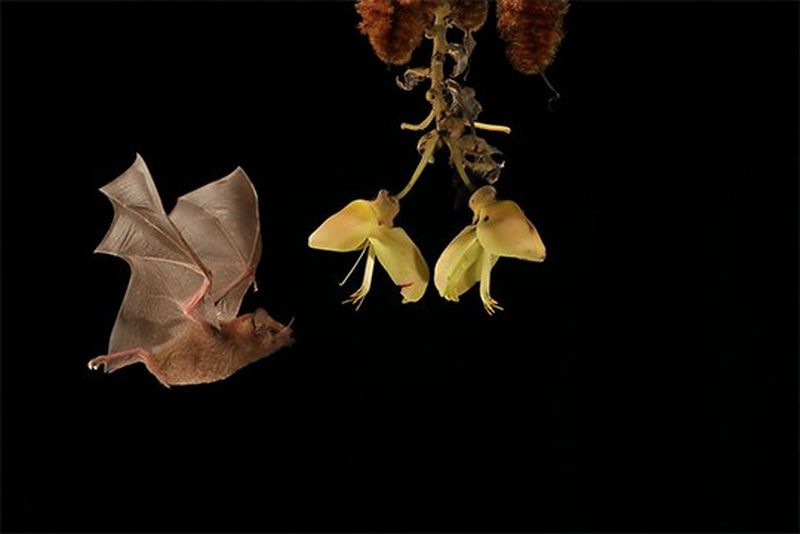 A nectar-eating bat approaches the liana woody vine and is photographed mid-flight. Photo by Christian Ziegler.