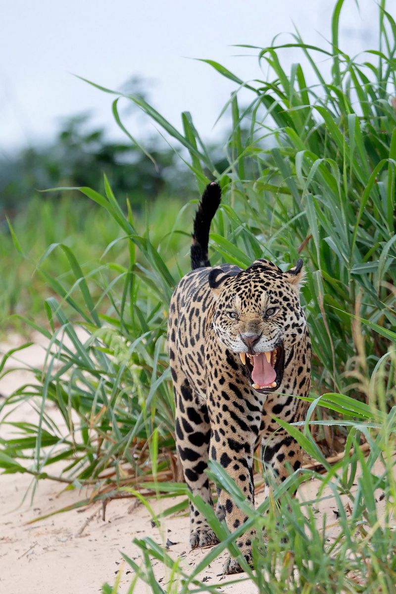 A Jaguar standing growling in the foliage on the banks of a river in Brazil's Pantanal wetlands. Taken by Thorsten Milse.