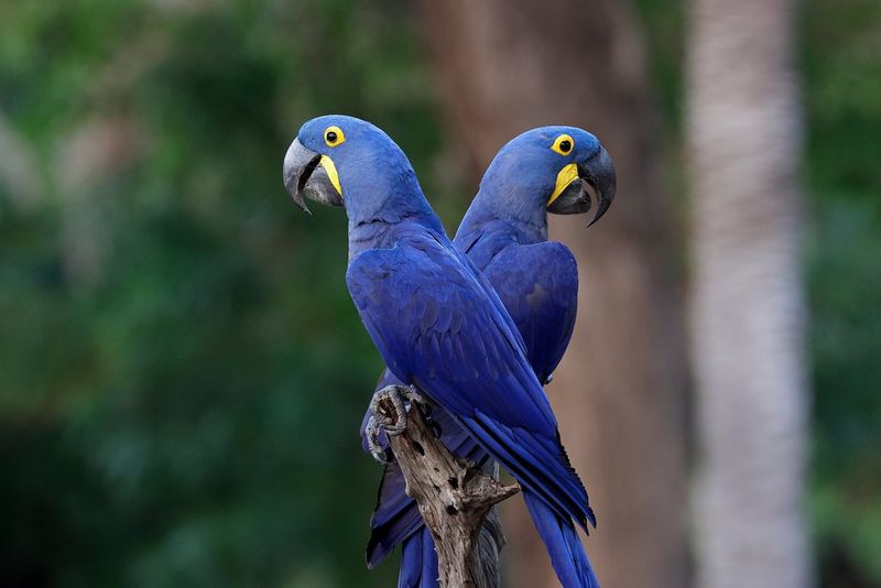A pair of striking blue tropical birds photographed in the jungle in Brazil's Pantanal wetlands by Thorsten Milse.