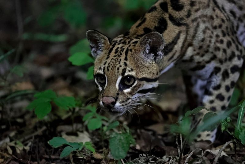An ocelot looks intently into the darkness in the jungle in Brazil's Pantanal wetlands. Taken by Thorsten Milse.