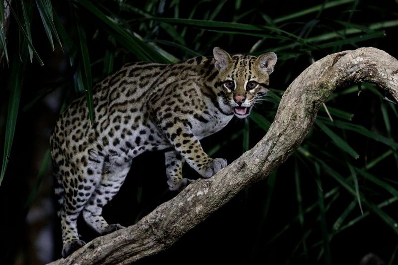 An ocelot stands on a curving tree branch in the Pantanal region of Brazil, photographed in low light by Thorsten Milse.