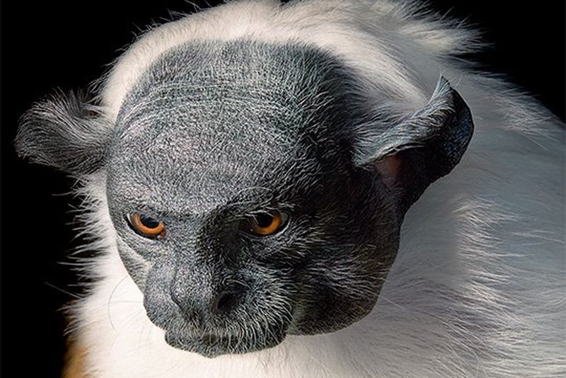 “I sense the urgency”: Tim Flach on documenting endangered species