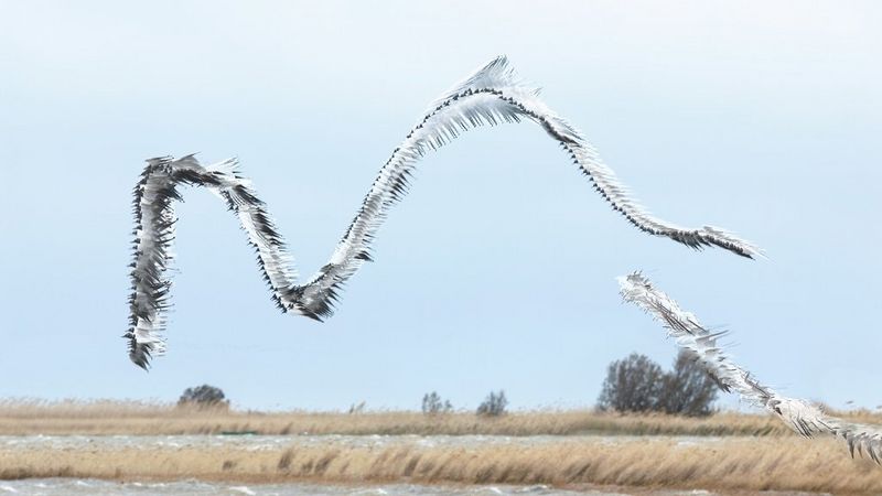A composite image by Xavi Bou showing the flight path of gulls creating a wave shape in the air. 