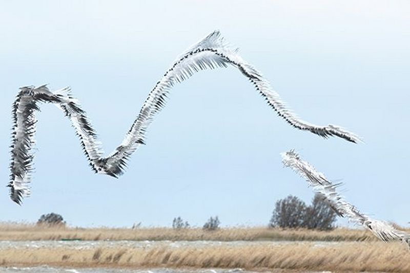 Xavi Bou&#39;s birds in flight with a graphical twist