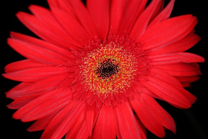 【hana】Canon RF35mm F1.8 MACRO IS STM Canon RF 35mm f1.8 Macro IS STM lens | £469.00 - Castle Cameras