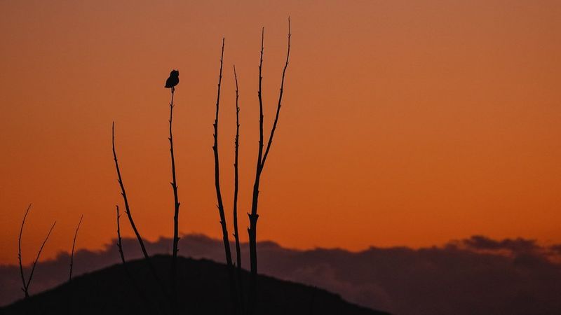 Canon EOS RP Autofocus