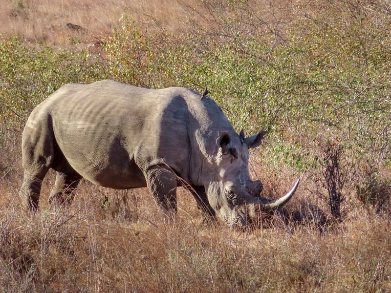 Detailní záběr nosorožce pasoucího se v národním parku Nairobi.