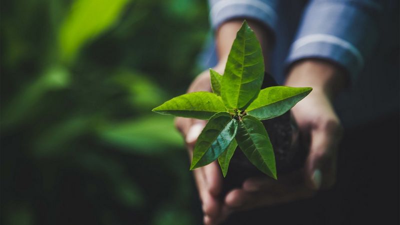 Canon_material graficzny2