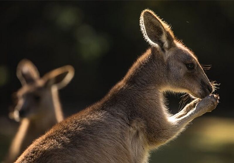 Ulla Lohmann on climbing and capturing the Totem Pole