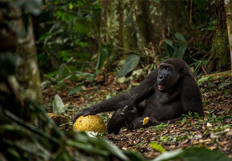 The winner of the Young Wildlife Photographer of the Year 2017