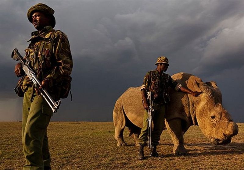 Brent Stirton on the brutal rhino horn trade