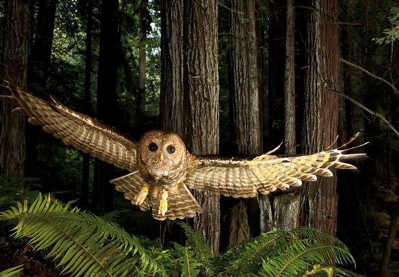 Wildlife’s Nick Nichols tackles its controversial issues