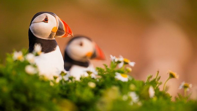 Puffin Workshop on Skomer Island