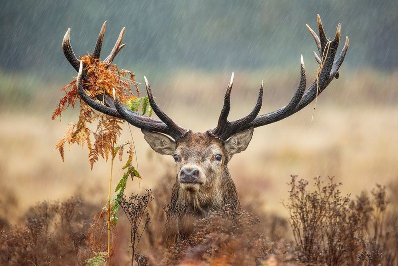 Aspectos básicos de la fotografía de naturaleza