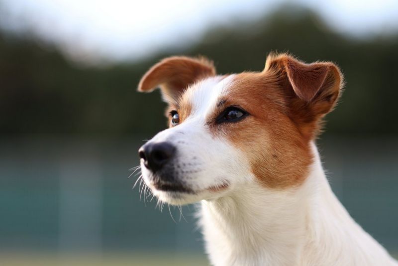 דיוקן של ג'ק ראסל טרייר עם רקע מטושטש. כלב קורגי מנער מעליו מים. צולם במצלמת EOS R50 and RF 85mm F2 MACRO IS STM.