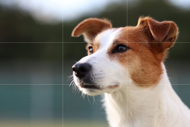 גור כלבים בעל פרווה לבנה ואדמדמה, מביט לימינו בריכוז ובאוזניים זקופות.