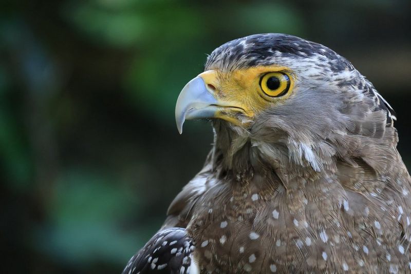 En närbild av huvudet på en orienthjälmörn, tagen med teleobjektivet Canon RF-S 55–210mm F5-7.1 IS STM.