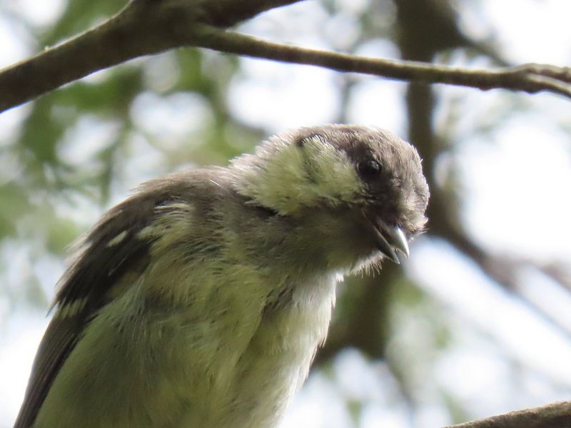 
       
       Fast accurate autofocus
     
     