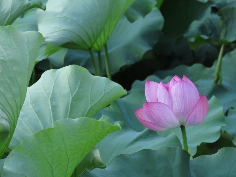 Canon PowerShot SX70 HS