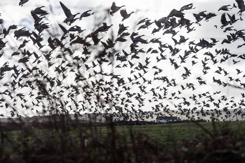 Flock of Greenland barnacle geese gathered on Islay's coastline during winter migration, captured by Clive Booth in Loch Gruinart on the Canon EOS-1D X.