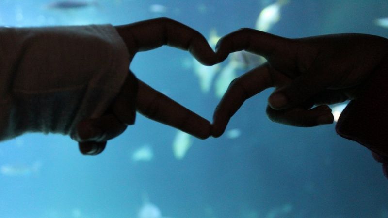 De silhouetten van twee handen die samenkomen en een hart vormen tegen een blauwe achtergrond met water.