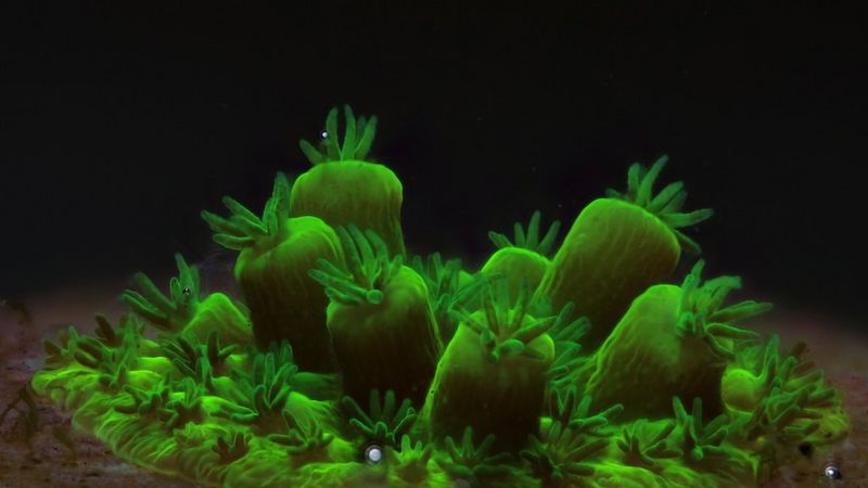 Fluorescent green coral glowing brightly in dark water.