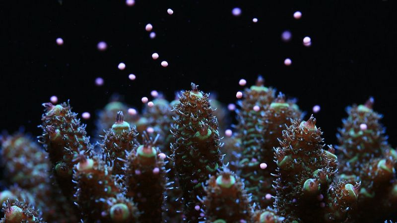 Polyps, procreation and people: the strange but familiar world of coral reproduction