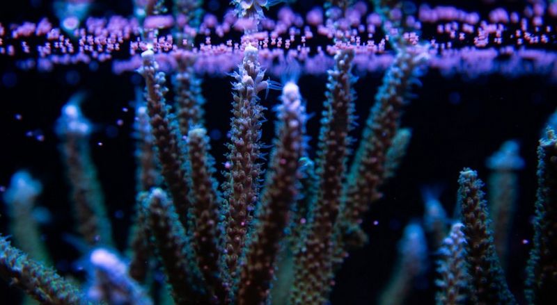Coral Spawning Resize_Cover image_1140x624_03