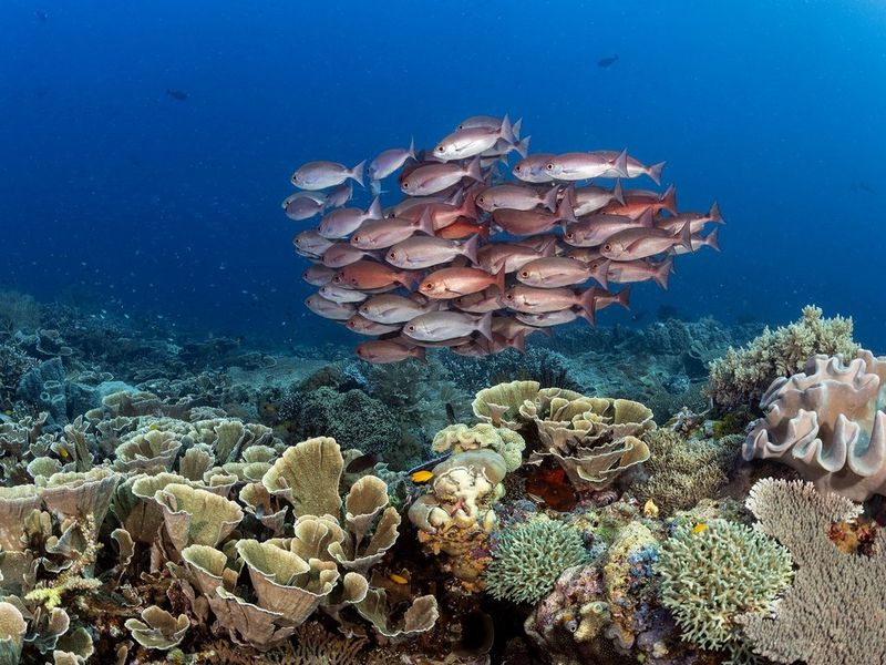 5 tipů Martina Strmisky, jak fotit pod vodou jako profesionál