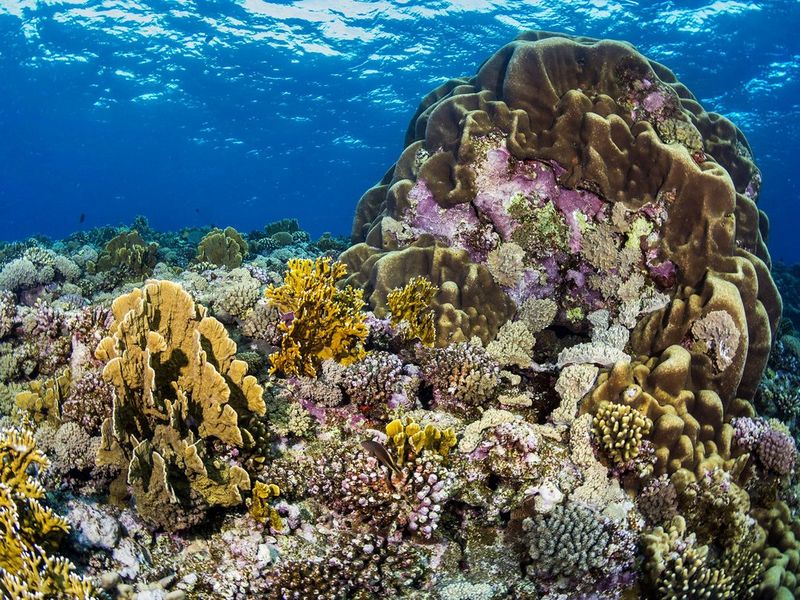 5 tipů Martina Strmisky, jak fotit pod vodou jako profesionál