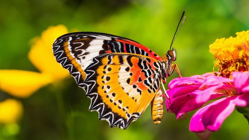 A butterfly with orange, black, and white wings rests on a pink flower.
