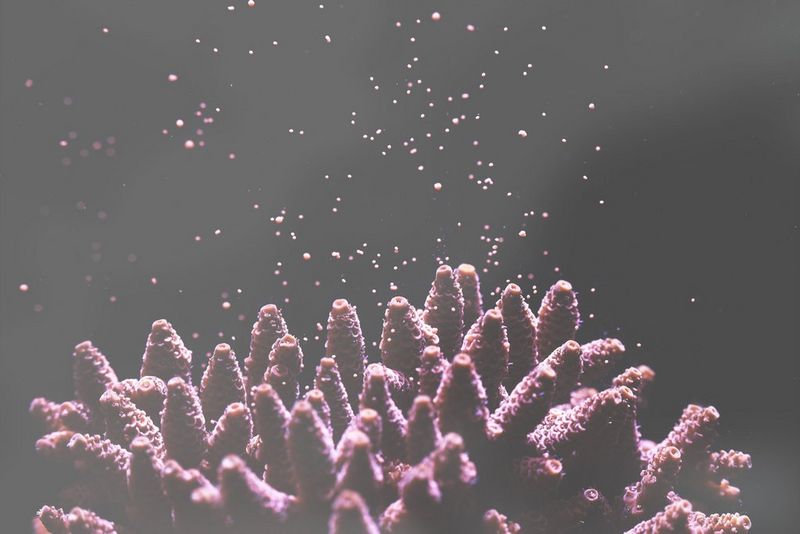 ‘Acropora’ by Dr. Jamie Craggs photograph showing VI impairment of early cataracts simulation