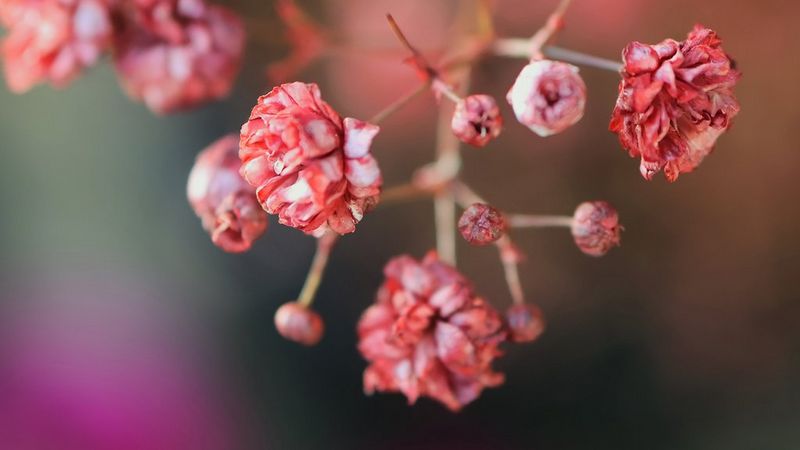 Sensore ad alta risoluzione da 24.2 MP