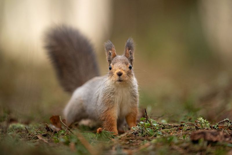 
      
      Canon Club Wildlight photography challenge
    
    