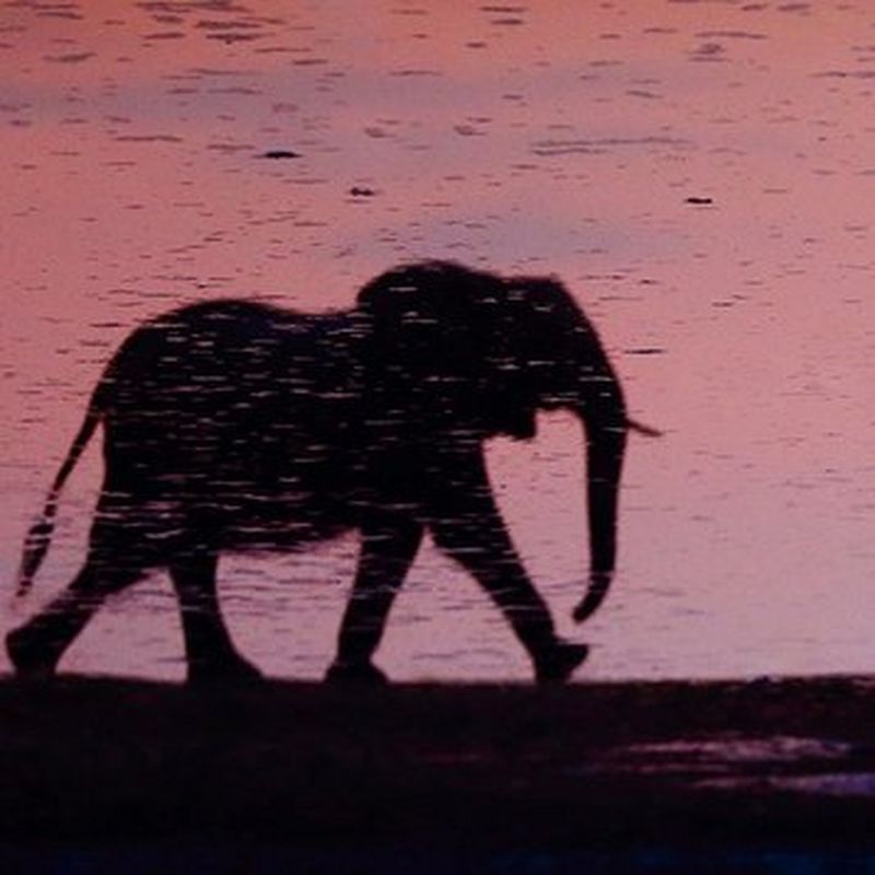 20 ans... de photographie et de reportages animaliers