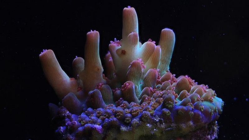 CSL-Media-Alert-Main-2