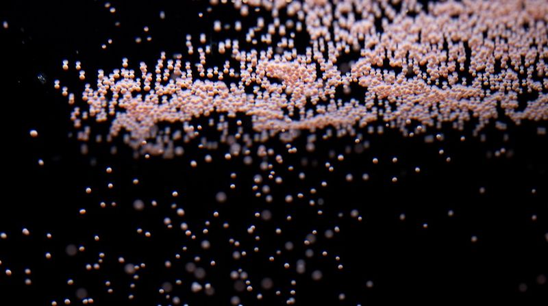 Thousands of tiny, pale pink round coral spawn floating upwards against a black background.