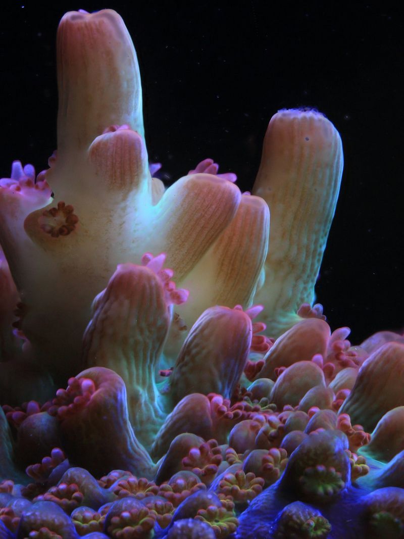 Close-up van koraal tegen een zwarte achtergrond. Ze hebben lange, crèmekleurige, vingervormige takken die naar boven wijzen en een beetje oplichten met roze hooglichten. Op en rond het koraal zijn kleine groepen poliepen te zien.
