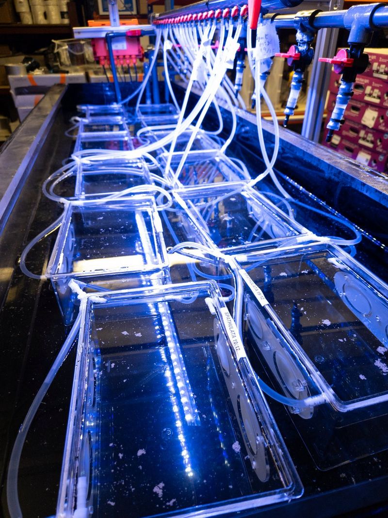 In één enorme ruimte staan tien aquaria van glas vol water. In elk aquarium lopen slangetjes.