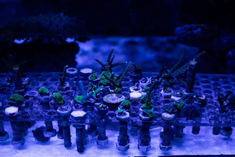 Our matchmaking experts: Coral Spawning International