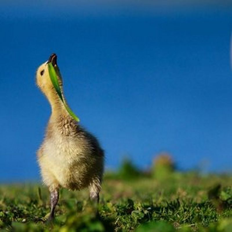 Beaux d’ailleurs, ces exotiques qui interrogent notre regard sur la nature !