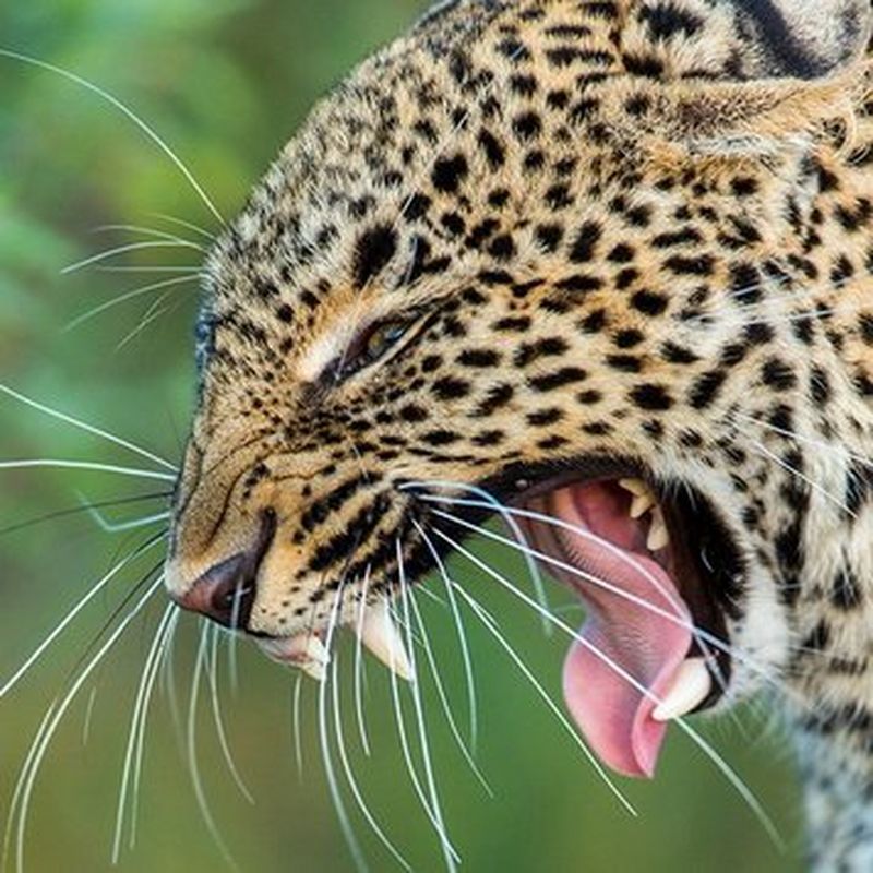 20 ans dans la Savane