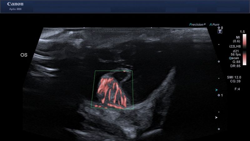 Taking the examination of exotic animals to the next level