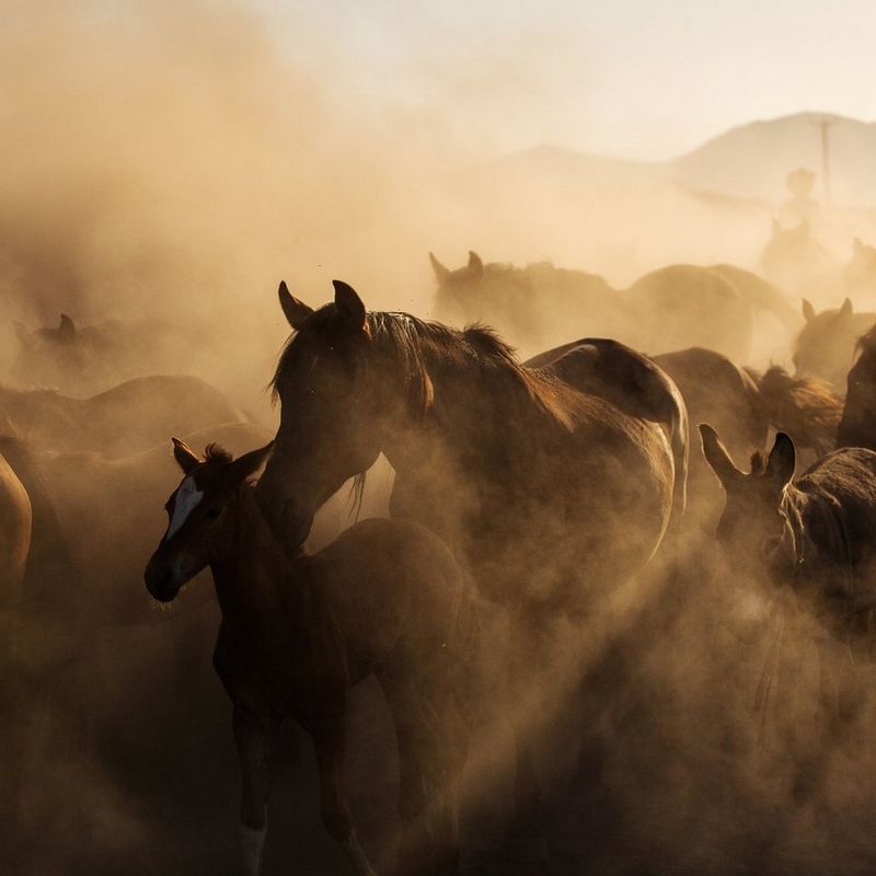 ecom-dep-page-cameras-advanced-wildlife-banner-v01-800-cs