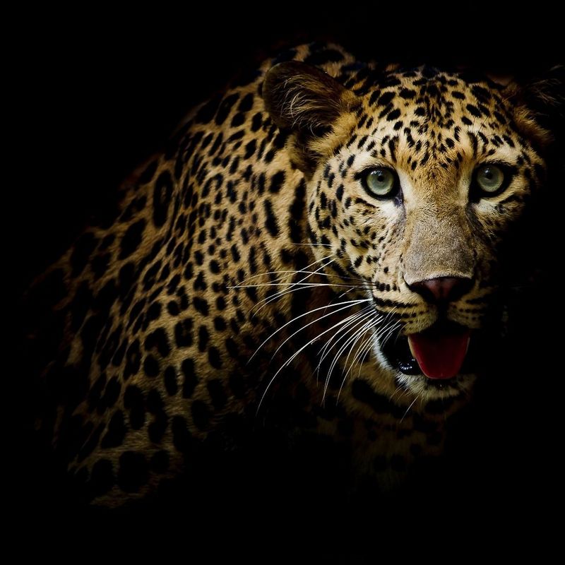 ecom-dep-page-cameras-pro-wildlife-banner-v01-800-cs