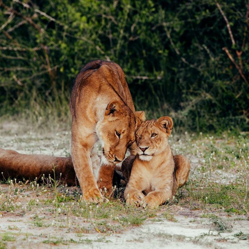 ecom-dep-page-lenses-entry-wildlife-banner-800-cs