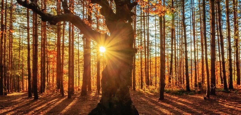 ecom_Autumn_Cashback_Sep20_lg_v1_rb